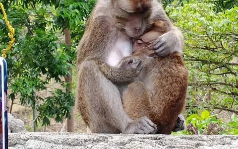 Monkey Reserve image