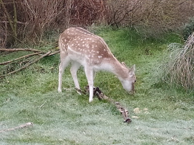 Center parc à Les Trois-Moutiers
