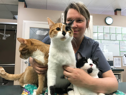 Cats At Home Feline Hospital