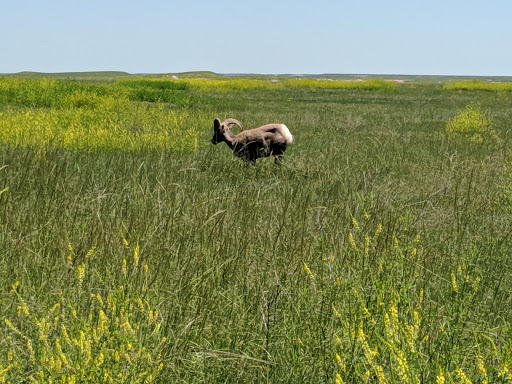 National Park «Badlands National Park», reviews and photos