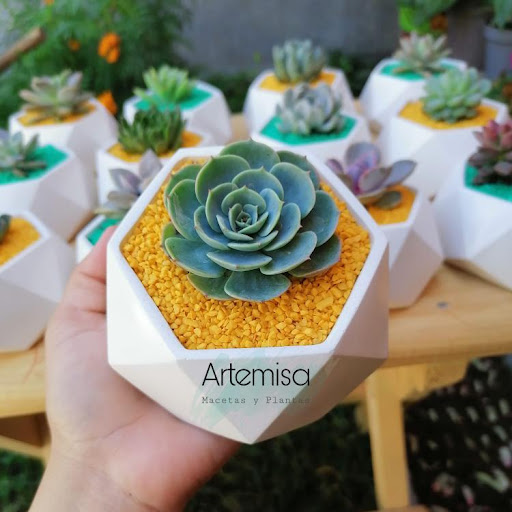 Artemisa Macetas y Plantas