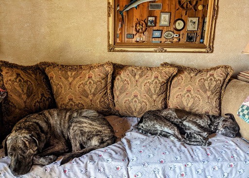 Pet Store «Pet Supermarket, Inc.», reviews and photos, 1938 FL-44 #40, New Smyrna Beach, FL 32168, USA