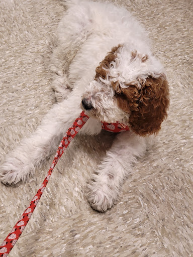 Pet Supply Store «PetSmart», reviews and photos, 144 Retail Commons Pkwy, Martinsburg, WV 25403, USA