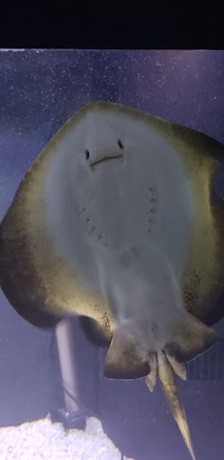 Aquarium «Marine EXTREMES», reviews and photos, 6257 E 21st St N, Wichita, KS 67208, USA