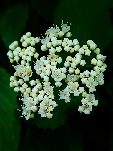 Nature Preserve «Rubio Woods», reviews and photos, W. Midlothian Turnpike, Midlothian, IL 60445, USA