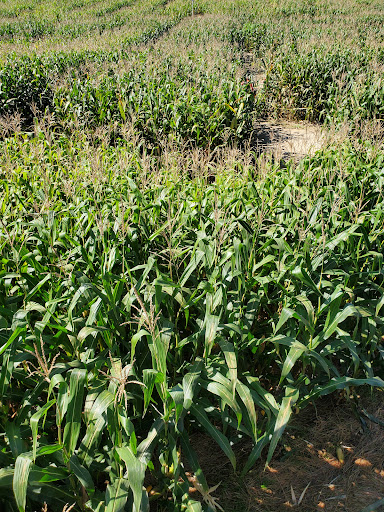 Farm «Buford Corn Maze.», reviews and photos, 4470 Bennett Rd, Buford, GA 30519, USA
