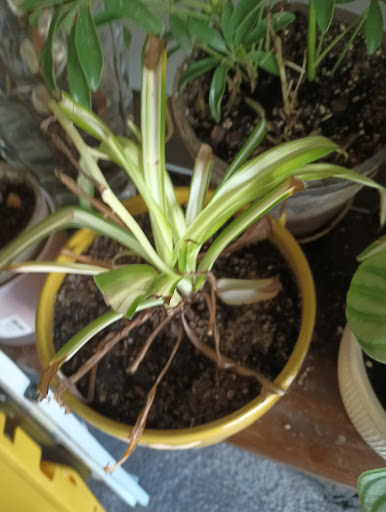 Florist «Sweet Peas Floral», reviews and photos, 783 Radio Dr #111, Woodbury, MN 55125, USA