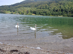 Foto di Freier Seezugang Oberburgau ubicato in zona naturale