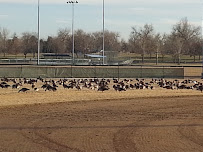 Goose Busters III The Border Collie Patrol, Inc. - Photo 5 - Car repair in , Raleigh