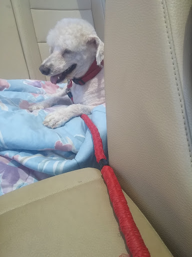 Pet Supply Store «PetSmart», reviews and photos, 15555 E 14th St, San Leandro, CA 94578, USA