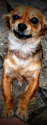 Pet Supply Store «Petco», reviews and photos, 3735 E Castro Valley Blvd, Castro Valley, CA 94552, USA