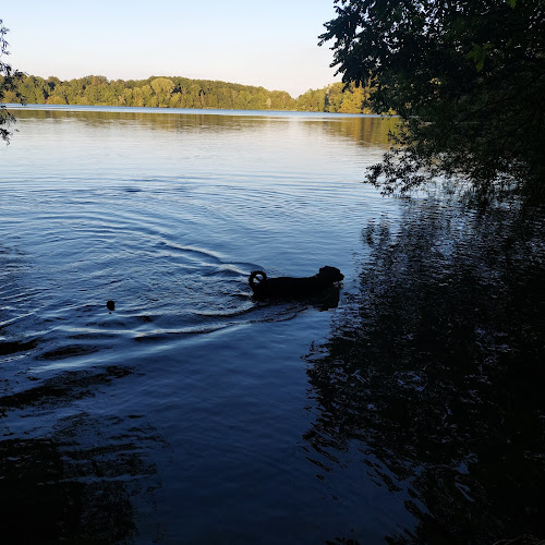 Hondenweide Hofstade (met zwemzone)