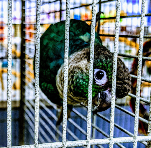 Bird Shop «In A Pickle Parrot Shop», reviews and photos, 7924 Broadview Rd, Broadview Heights, OH 44147, USA