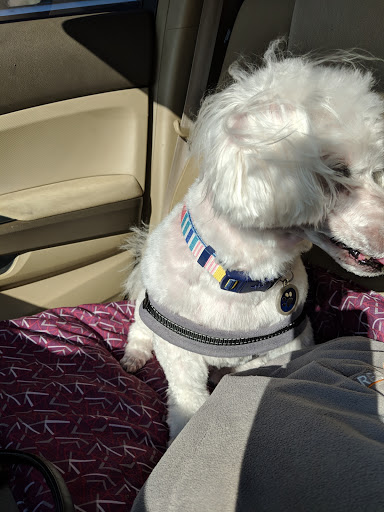 Pet Supply Store «Petco Animal Supplies», reviews and photos, 4013 W Walnut St, Rogers, AR 72756, USA