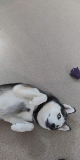 Pet Supply Store «Bethel Feed & Supply Pet & Garden Center», reviews and photos, 528 W Plane St, Bethel, OH 45106, USA