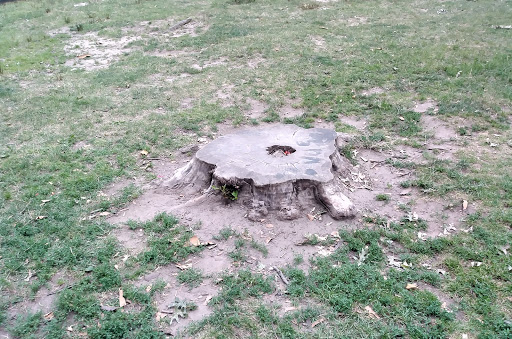 Park «Sunset Park», reviews and photos, 7th Ave & 43rd St, Brooklyn, NY 11232, USA