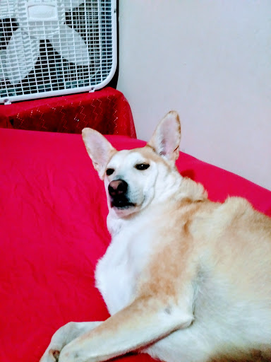 Animal Shelter «The Humane Society of Greater Kansas City», reviews and photos