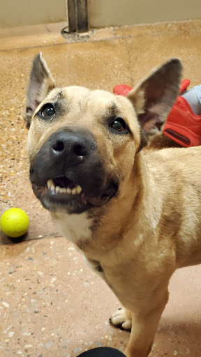 Pet Supply Store «PetSmart», reviews and photos, 2901 Texas Sage Trail, Fort Worth, TX 76177, USA