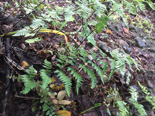 Nature Preserve «Jackson Nature Park», reviews and photos, 9284 County Rd 401, Stockdale, TX 78160, USA