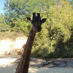 Photo n° 3 de l'avis de Anaïs.' fait le 11/09/2022 à 18:23 pour Bioparc de Doué-la-Fontaine à Doué-la-Fontaine