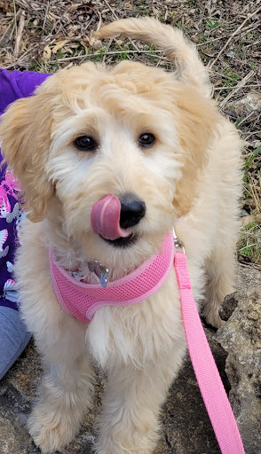 Pet Supply Store «Petco Animal Supplies», reviews and photos, 7907 State Highway N, Dardenne Prairie, MO 63368, USA