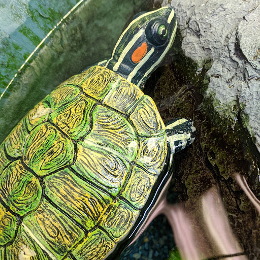 Pet Store «Fin-N-Feather», reviews and photos, 2931 F St, Eureka, CA 95501, USA