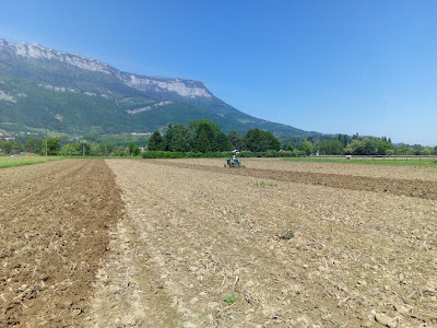 Plantzydon à Pontcharra