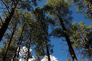 Manzano Mountains State Park image