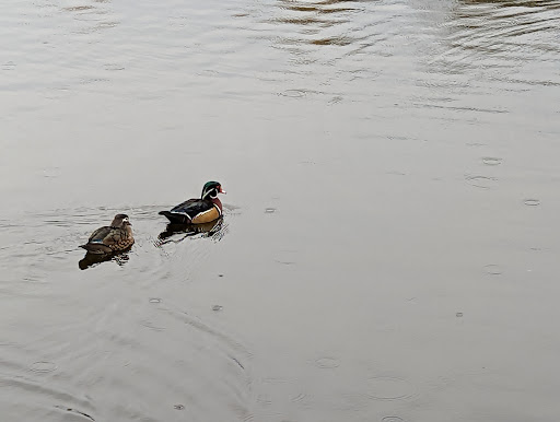 Golf Course «Eastmoreland Golf Course», reviews and photos, 2425 SE Bybee Blvd, Portland, OR 97202, USA