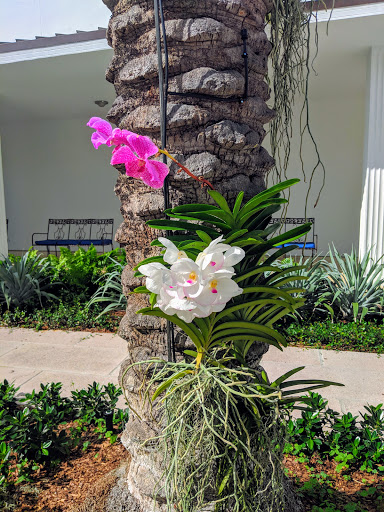 Art Museum «Norton Museum of Art», reviews and photos, 1451 S Olive Ave, West Palm Beach, FL 33401, USA