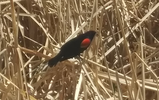 Nature Preserve «Bluff Lake Nature Center», reviews and photos, 3400 Havana Way, Denver, CO 80238, USA