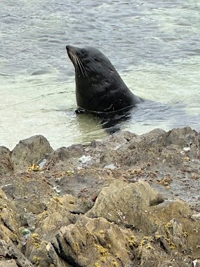 مستعمرة الفقمة / Seal Colony