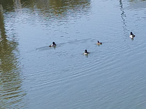 Park «Granada Park», reviews and photos, 6505 N 20th St, Phoenix, AZ 85016, USA