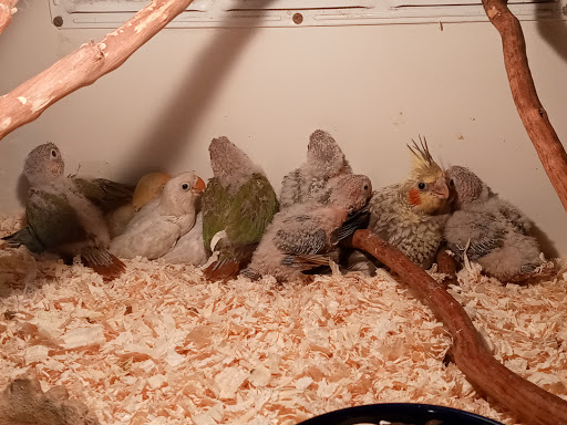 Pet Store «Inez Pet Shop», reviews and photos, 3825 Whittier Blvd, Los Angeles, CA 90023, USA