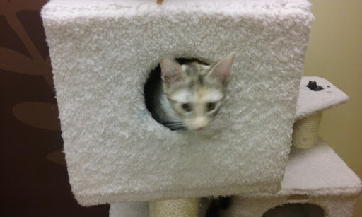 Pet Supply Store «Petco Animal Supplies», reviews and photos, 680 Downingtown Pike, West Chester, PA 19380, USA