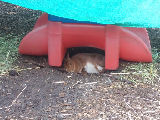 Zoo «Cosley Zoo», reviews and photos, 1356 N Gary Ave, Wheaton, IL 60187, USA