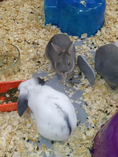 Pet Store «Greenwood Pets & Plants», reviews and photos, 13983 E 9 Mile Rd, Warren, MI 48089, USA