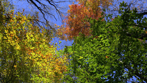 Wedding Venue «Lodge At Mountain Springs Lake», reviews and photos, 1315 Mountain Spring Dr, Reeders, PA 18352, USA