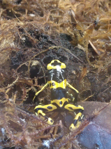 Pet Store «Lost Realms Pets», reviews and photos, 8059 N Cedar Ave, Fresno, CA 93720, USA