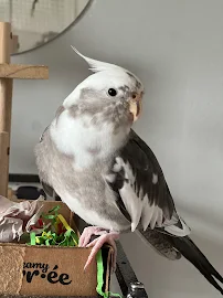 Mulberry Acres Parrot Sanctuary - Car repair in Brighton, MI, South Lyon - Rated 5.0/5