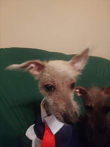 Pet Store «Animal House», reviews and photos, 7869 Hamilton Ave, Cincinnati, OH 45231, USA