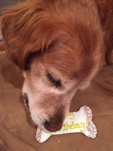 Pet Store «The Pet Place», reviews and photos, 240 Shadowline Dr, Boone, NC 28607, USA