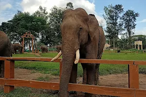 Dubare elephant camp image
