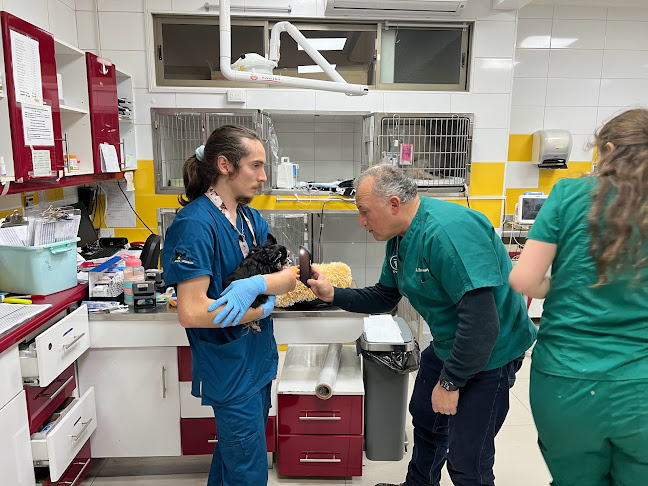 Clinica Veterinaria Boroschek - Veterinario