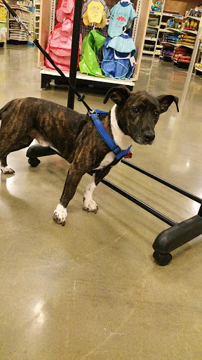 Pet Supply Store «PetSmart», reviews and photos, 1285 Johnson Ferry Rd, Marietta, GA 30068, USA