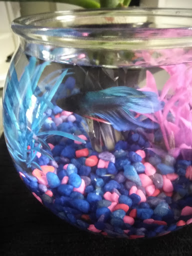 Pet Supply Store «Pet Supplies Plus», reviews and photos, 2155 Delaware Ave, Buffalo, NY 14216, USA