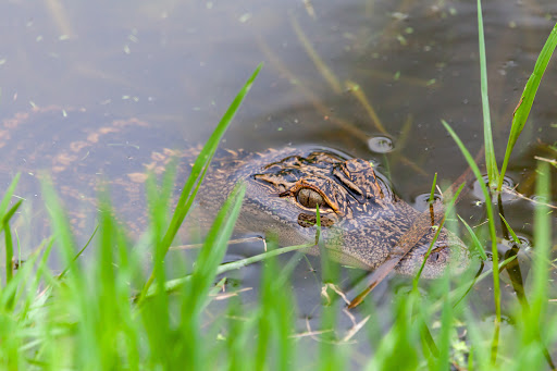 Golf Course «Wedgefield Golf Club», reviews and photos, 20550 Maxim Pkwy, Orlando, FL 32833, USA