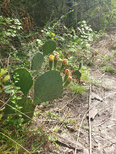 Park «Boulder Park MTB», reviews and photos, 6608 Pastor Bailey Dr, Dallas, TX 75237, USA