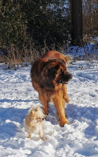 Claudia Strube Anschütz Der Zoohandlung unter Dortmund, 