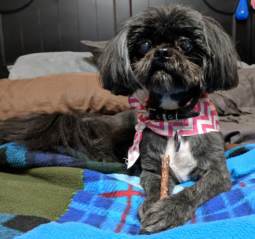 Pet Groomer «Fetching Styles, LLC», reviews and photos, 90 Foothills Pkwy c202, Marble Hill, GA 30148, USA